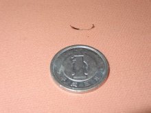 $美容外科医ジョニー のブログ